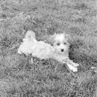 Picture of tibetan terrier puppy in 1965