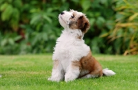 Picture of Tibetan Terrier puppy
