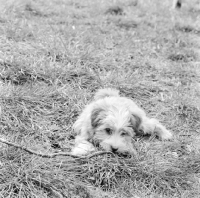 Picture of tibetan terrier puppy