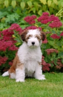 Picture of Tibetan Terrier puppy