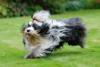 Picture of Tibetan Terrier running on grass