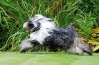 Picture of Tibetan Terrier running