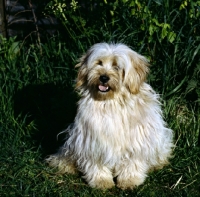 Picture of tibetan terrier sitting facing camera