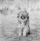 Picture of tibetan terrier sitting in grass