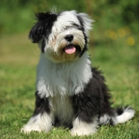 Picture of Tibetan Terrier sitting on grass