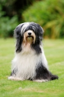 Picture of Tibetan Terrier sitting on grass