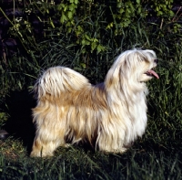 Picture of tibetan terrier standing 