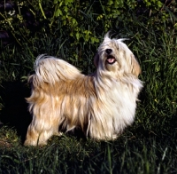 Picture of tibetan terrier standing