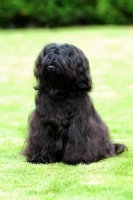 Picture of Tibetan Terrier