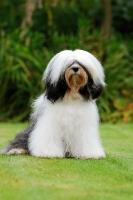 Picture of Tibetan Terrier