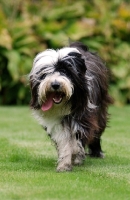 Picture of Tibetan Terrier