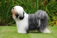 Picture of Tibetan Terrier