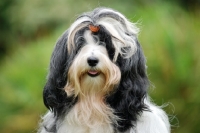 Picture of Tibetan Terrier