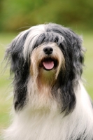 Picture of Tibetan Terrier