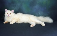 Picture of tiffanie cat lying in studio