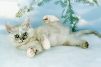 Picture of tiffanie kitten in the snow