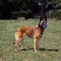 Picture of tiffany,  malinois on grass