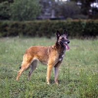 Picture of tiffany,  malinois standing on grass