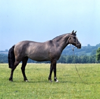 Picture of Tigra, Side view of Criollo