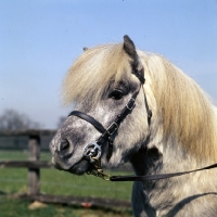 Picture of timogen of hutton, shetland pony stallion head study