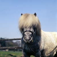 Picture of timogen of hutton, shetland pony stallion head study