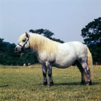 Picture of timogen of hutton, shetland pony  stallion