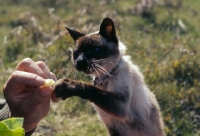 Picture of timothy, 17 year old seal point siamese cat pawing for cheese at a picnic