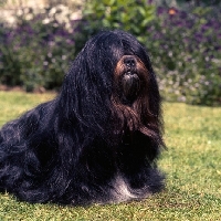 Picture of tintavon tsai-lun (emma), lhasa apso sitting on lawn