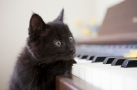 Picture of tiny black kitten playing the piano keys