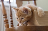 Picture of tiny ginger kitten laying over large book and on chair