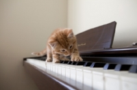 Picture of tiny ginger kitten playing the piano keys