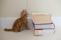 Picture of tiny ginger kitten yawning next to pile of large books
