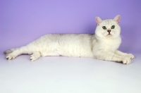 Picture of tipped british shorthair cat, lying down