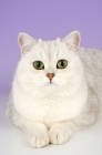 Picture of tipped british shorthair cat portrait