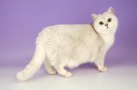 Picture of tipped british shorthair cat, standing