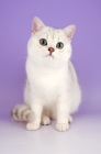 Picture of tipped british shorthair cat, sitting