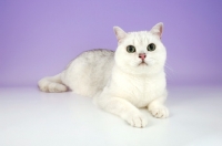 Picture of tipped british shorthair cat