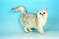 Picture of tipped British Shorthair