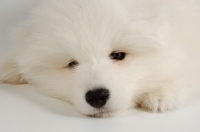 Picture of tire 9 week old Samoyed puppy on white background