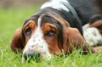Picture of tired Basset Hound