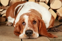 Picture of tired Basset Hound