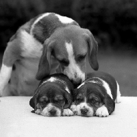Picture of tired beagle pups with mum, forradon bothered