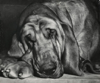 Picture of tired Bloodhound