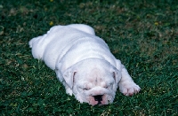 Picture of tired bulldog puppy