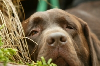 Picture of tired chocolate Labrador Retriever