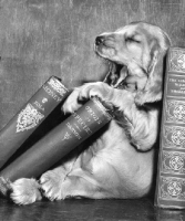 Picture of tired Cocker Spaniel puppy with books