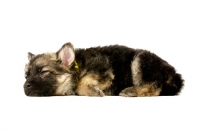 Picture of tired German Shepherd (aka Alsatian) puppy