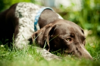Picture of tired German Shorthaired Pointer (GSP)