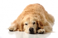 Picture of tired Golden Retriever