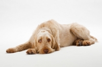Picture of tired Goldendoodle
